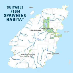 A white map of Bowen Island with blue lines showing over forty possibly creeks suitable for spawning fish.